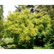 Kép 1/4 - Cotinus coggygria - Cserszömörce