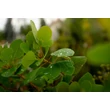 Kép 3/4 - Cotinus coggygria - Cserszömörce