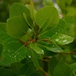 Kép 4/4 - Cotinus coggygria - Cserszömörce