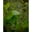 Kép 2/4 - Cotinus coggygria - Cserszömörce