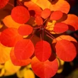 Kép 1/3 - Cotinus coggygria 'Flamissimo' – Cserszömörce