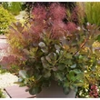 Kép 2/3 - Cotinus coggygria 'Flamissimo' – Cserszömörce
