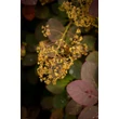 Kép 3/6 - Cotinus coggygria 'Lilla' - Vörös lombú törpe cserszömörce