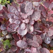 Kép 4/4 - Cotinus coggygria 'Lilla' - Vörös lombú törpe cserszömörce