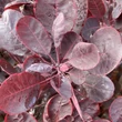 Kép 1/4 - Cotinus coggygria 'Lilla' - Vörös lombú törpe cserszömörce