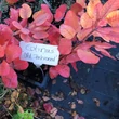 Kép 3/4 - Cotinus coggygria 'Old Fashioned' – Cserszömörce