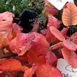 Kép 4/4 - Cotinus coggygria 'Old Fashioned' – Cserszömörce