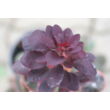 Kép 5/5 - Cotinus coggygria 'Royal Purple' - Vörös cserszömörce