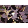 Kép 3/5 - Cotinus coggygria 'Royal Purple' - Vörös cserszömörce