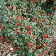Kép 1/3 - Cotoneaster salicifolius 'Herbstfeuer' - Fűzlevelű madárbirs