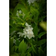 Kép 2/3 - Deutzia gracilis - Kecses gyöngyvirágcserje