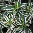 Kép 3/6 - Diervilla sessilifolia 'Cool Splash' – Sárgalonc, diervilla