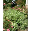 Kép 4/6 - Diervilla sessilifolia 'Cool Splash' – Sárgalonc, diervilla