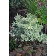 Kép 5/6 - Diervilla sessilifolia 'Cool Splash' – Sárgalonc, diervilla