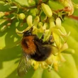 Kép 6/6 - Diervilla rivularis 'Honeybee' – Diervilla