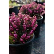 Kép 1/4 - Erica carnea 'Challenger' – Hanga
