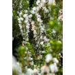 Kép 2/2 - Erica – Hanga (fehér) - képek rendelés vásárlás a Megyeri Szabolcs Kertészeti webáruházban