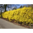 Kép 4/5 - Forsythia x intermedia 'Lynwood' - Lynwood aranycserje sövény