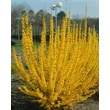 Kép 1/5 - Forsythia x intermedia 'Lynwood' - Aranycserje (helytelenül: aranyeső, aranyvessző)
