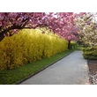 Kép 2/5 - Forsythia x intermedia 'Lynwood' - Lynwood aranycserje sövény