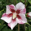 Kép 1/2 - Hibiscus syriacus 'Hamabo' – Kerti mályvacserje