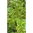 Kép 4/4 - Ligustrum ovalifolium 'Aureum' - Magas törzsű aranytarka fagyal