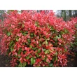 Kép 1/5 - Photinia fraseri 'Red Robin' - Vörös korallberkenye