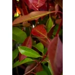 Kép 4/5 - Photinia fraseri 'Red Robin' - Vörös korallberkenye