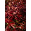 Kép 3/5 - Photinia fraseri 'Red Robin' - Vörös korallberkenye