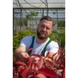 Kép 2/5 - Photinia fraseri 'Red Robin' - Vörös korallberkenye - Megyeri Szabolcs