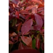 Kép 5/5 - Photinia fraseri 'Red Robin' - Vörös korallberkenye