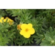 Kép 4/8 - Potentilla fruticosa 'Goldfinger' - Cserjés pimpó