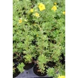 Kép 5/8 - Potentilla fruticosa 'Goldfinger' - Cserjés pimpó