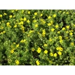 Kép 6/8 - Potentilla fruticosa 'Goldfinger' - Cserjés pimpó