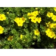 Kép 7/8 - Potentilla fruticosa 'Goldfinger' - Cserjés pimpó