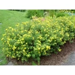 Kép 8/8 - Potentilla fruticosa 'Goldfinger' - Cserjés pimpó