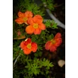 Kép 3/4 - Potentilla fruticosa 'Red Ace' - Cserjés pimpó