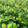 Kép 1/2 - Prunus laurocerasus 'Ani' – Babérmeggy