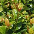 Kép 3/5 - Prunus laurocerasus 'Antonius' – Babérmeggy