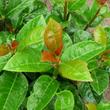 Kép 4/5 - Prunus laurocerasus 'Antonius' – Babérmeggy