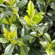 Kép 2/5 - Prunus laurocerasus 'Baumgartner' - Babérmeggy
