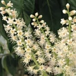Kép 4/5 - Prunus laurocerasus 'Baumgartner' - Babérmeggy