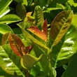 Kép 3/5 - Prunus laurocerasus 'Baumgartner' - Babérmeggy