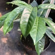 Kép 1/2 - Prunus laurocerasus 'Belga Óriás' – Babérmeggy