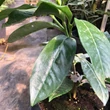 Kép 2/2 - Prunus laurocerasus 'Belga Óriás' – Babérmeggy