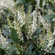 Kép 2/2 - Prunus laurocerasus 'Mano' - Babérmeggy