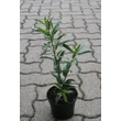 Kép 2/4 - Prunus laurocerasus 'Miki' - Babérmeggy
