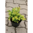 Kép 8/8 - Spiraea japonica 'Golden Princess' - Aranylevelű japán gyöngyvessző