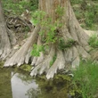 Kép 4/4 - Taxodium distichum - Amerikai mocsárciprus