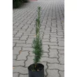 Kép 2/2 - Taxus baccata 'Dárda' - Közönséges tiszafa 'Dárda'